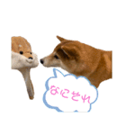 柴犬スタンプ 実写 可愛い（個別スタンプ：13）