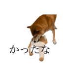 柴犬スタンプ 実写 可愛い（個別スタンプ：14）