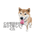 柴犬スタンプ 実写 可愛い（個別スタンプ：16）