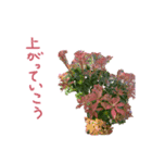 植物で気分上げて！（個別スタンプ：3）