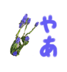 植物で気分上げて！（個別スタンプ：6）