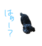 動物のスタンプ 辛口（個別スタンプ：1）