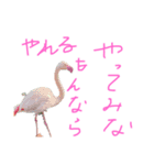 動物のスタンプ 辛口（個別スタンプ：7）