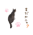 まちこさん（猫）（個別スタンプ：1）