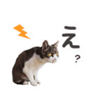 まちこさん（猫）（個別スタンプ：2）