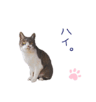 まちこさん（猫）（個別スタンプ：3）