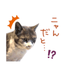 まちこさん（猫）（個別スタンプ：4）