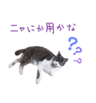 まちこさん（猫）（個別スタンプ：5）