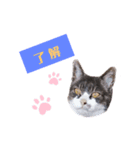 まちこさん（猫）（個別スタンプ：6）