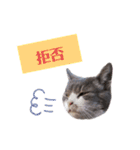 まちこさん（猫）（個別スタンプ：7）