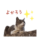 まちこさん（猫）（個別スタンプ：8）