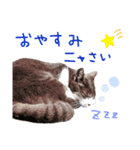 まちこさん（猫）（個別スタンプ：12）