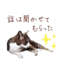 まちこさん（猫）（個別スタンプ：14）