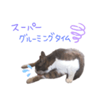 まちこさん（猫）（個別スタンプ：16）