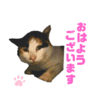 ねこちゃんまぁちゃんファミリー（個別スタンプ：1）