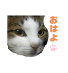 ねこちゃんまぁちゃんファミリー（個別スタンプ：2）
