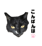 ねこちゃんまぁちゃんファミリー（個別スタンプ：3）