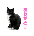 ねこちゃんまぁちゃんファミリー（個別スタンプ：4）