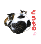 ねこちゃんまぁちゃんファミリー（個別スタンプ：5）
