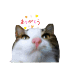 ねこちゃんまぁちゃんファミリー（個別スタンプ：6）