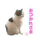 ねこちゃんまぁちゃんファミリー（個別スタンプ：7）