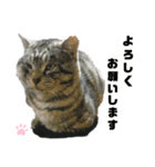 ねこちゃんまぁちゃんファミリー（個別スタンプ：9）