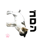 ねこちゃんまぁちゃんファミリー（個別スタンプ：12）