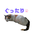 ねこちゃんまぁちゃんファミリー（個別スタンプ：13）