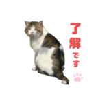 ねこちゃんまぁちゃんファミリー（個別スタンプ：14）
