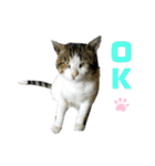 ねこちゃんまぁちゃんファミリー（個別スタンプ：15）