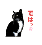 ねこちゃんまぁちゃんファミリー（個別スタンプ：17）