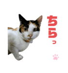 ねこちゃんまぁちゃんファミリー（個別スタンプ：18）