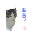 ねこちゃんまぁちゃんファミリー（個別スタンプ：19）