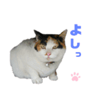 ねこちゃんまぁちゃんファミリー（個別スタンプ：20）