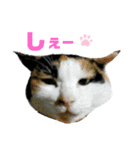 ねこちゃんまぁちゃんファミリー（個別スタンプ：21）