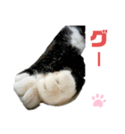 ねこちゃんまぁちゃんファミリー（個別スタンプ：22）