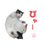 ねこちゃんまぁちゃんファミリー（個別スタンプ：23）