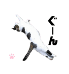 ねこちゃんまぁちゃんファミリー（個別スタンプ：25）