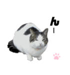 ねこちゃんまぁちゃんファミリー（個別スタンプ：26）