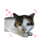 ねこちゃんまぁちゃんファミリー（個別スタンプ：28）