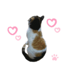 ねこちゃんまぁちゃんファミリー（個別スタンプ：29）