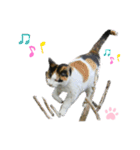 ねこちゃんまぁちゃんファミリー（個別スタンプ：30）