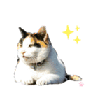 ねこちゃんまぁちゃんファミリー（個別スタンプ：31）