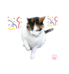 ねこちゃんまぁちゃんファミリー（個別スタンプ：32）