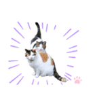 ねこちゃんまぁちゃんファミリー（個別スタンプ：33）