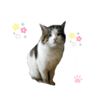 ねこちゃんまぁちゃんファミリー（個別スタンプ：34）