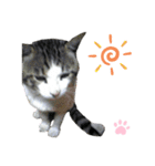 ねこちゃんまぁちゃんファミリー（個別スタンプ：36）