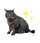 ねこちゃんまぁちゃんファミリー（個別スタンプ：37）