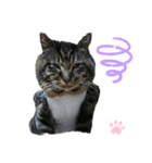 ねこちゃんまぁちゃんファミリー（個別スタンプ：38）