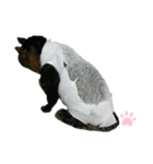 ねこちゃんまぁちゃんファミリー（個別スタンプ：39）